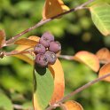 Cotoneaster granatensis (6)
